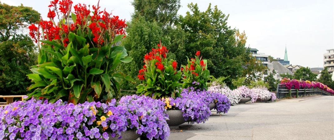 Odderøyas blomsterport